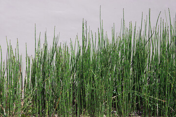Obraz premium Green horsetail reed planted in front of a light colored building