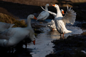 Obraz premium Viscri, UNESCO World Heritage Site, Transylvania, Romania
