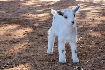 Adorable white kid baby goat standing outside on the ground of a farm area.