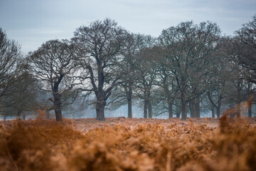 Richmond Park, London, England