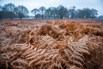 Ferns in Richmond Park, London, England