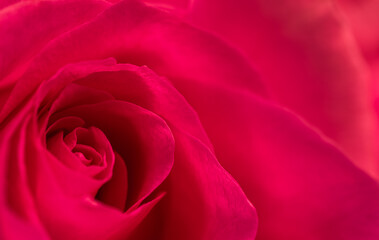 Red rose flower petals. Macro flowers background. Soft focus