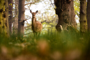 Red Deer in Richmond Park, London, England