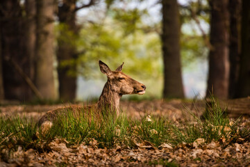 Red Deer in Richmond Park, London, England