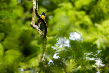 Bird in Tortuguero National Park, Limon Province, Costa Rica