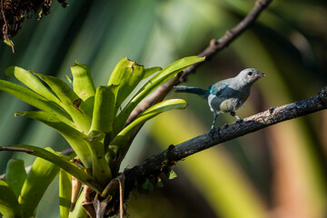 Blue Gray Tanager (Thraupis Episcopus), Boca Tapada, Alajuela Province, Costa Rica