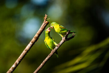 Orange Chinned Parakeet (Brotogeris Jugularis), Boca Tapada, Alajuela Province, Costa Rica