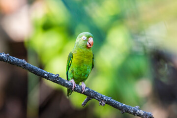 Orange Chinned Parakeet (Brotogeris Jugularis), Boca Tapada, Alajuela Province, Costa Rica