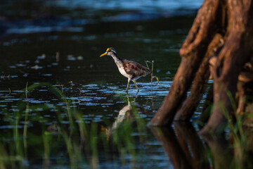Northern Jacana (Jacana Spinosa), Boca Tapada, Alajuela Province, Costa Rica