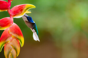 White-necked Jacobin (Florisuga mellivora aka Collared Hummingbird) Boca Tapada, Alajuela Province,...