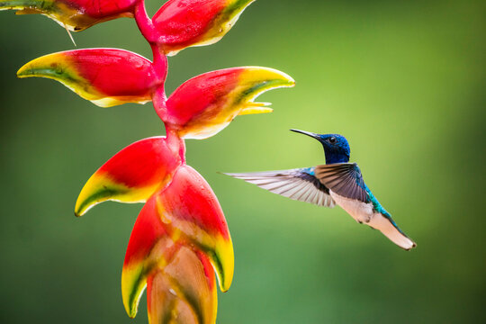 White-necked Jacobin (Florisuga mellivora aka Collared Hummingbird) Boca Tapada, Alajuela Province, Costa Rica