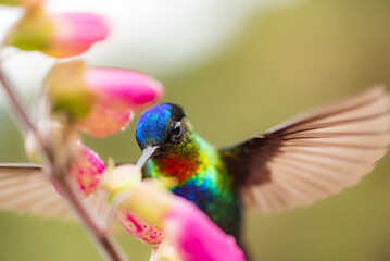 Fiery-throated Hummingbird (Panterpe insignis), San Gerardo de Dota, San Jose Province, Costa Rica