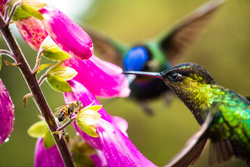 Fiery-throated Hummingbird (Panterpe insignis), San Gerardo de Dota, San Jose Province, Costa Rica