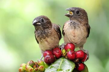 Two young Javan munias are perched on a wild fruit. This small bird has the scientific name Lonchura leucogastroides. 