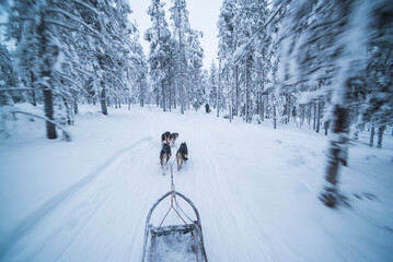 Husky dog sledding adventure on vacation on a frozen icy snow covered lake in winter in the Lapland landscape in a forest in Finland