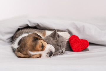 Beagle puppy hugging and playing with a gray British kitten under a white blanket at home in the bedroom with a bright plush red heart next to it. Cute kitten and puppy at home. Valentine's day concep