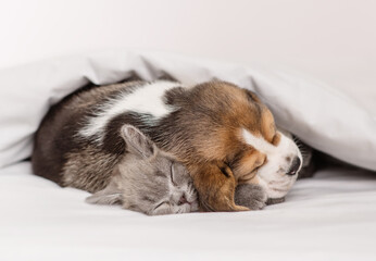 Beagle puppy hugging gray british kitten under white blanket at home in bedroom. Cute kitten and puppy at home