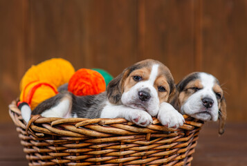 Two cute beagle puppies lying in a wicker basket on a dark wooden background with knitting balls