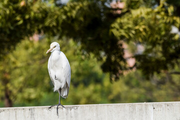 Beautiful bird cattle Egret found in Ahmedabad, Gujarat, India. White Indian bird closeup with blurred trees green background on a sunny day morning