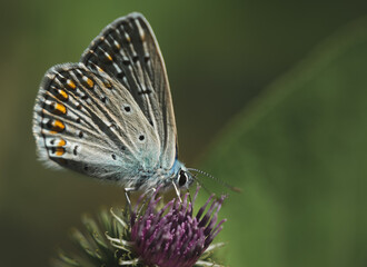 Fototapeta na wymiar Different species of Butterflies 