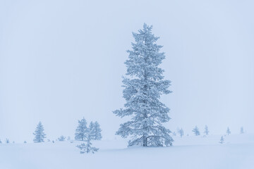 Bleak, remote, minimalist winter wonderland snow covered Christmas landscape with icy trees in Lapland, Finland, Arctic Circle, Europe