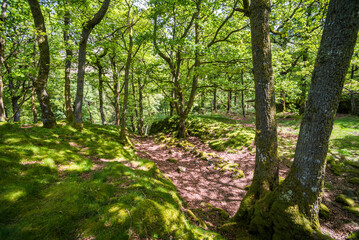 Fototapeta na wymiar Forest at Derwent Water showing a woodland landscape in the Lake District, Cumbria, England, UK, Europe
