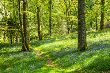 Bluebell woods landscape at Derwent Water, Lake District scenery, Cumbria, England, UK, Europe