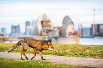 Urban wildlife in London, a Red Fox (Vulpes vulpes) with the Thames Barrier behind, Greenwich,...