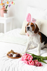 Cute Beagle dog with bunny ears, flowers and Easter eggs on bed