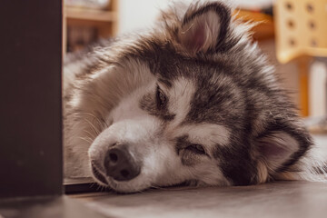 Fluffy Malamute sleeping on the floor. Young cute dog resting in the evening. Tired eyes, chilling body. Selective focus on the details, blurred background.