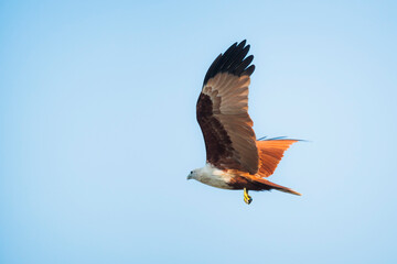 Lesser Fish Eagle (Haliaeetus Humilis), Kappil Beach, Varkala, Kerala, India