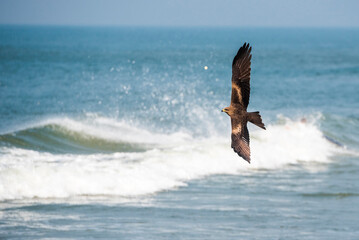 Lesser Fish Eagle (Haliaeetus Humilis), Kappil Beach, Varkala, Kerala, India