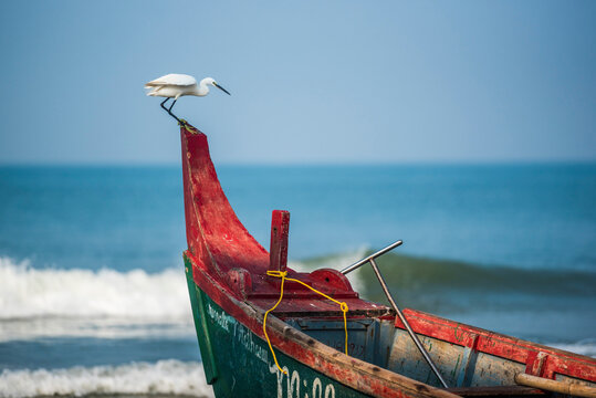Little Egret (Egretta Garzetta), Kappil Beach, Varkala, Kerala, India