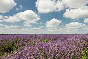 Fototapeta na wymiar Beautiful landscape with lavender field, cloudy sky