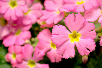 プリムラマラコイデスの花