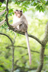 Monkey, Munnar, Western Ghats Mountains, Kerala, India