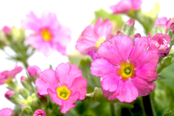 Fototapeta premium プリムラマラコイデスの花