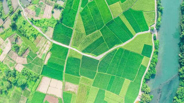 High angle view of green rice field natural landscape. aerial photography of ground farmland field scenery.