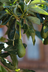 Young avocado, grown from a Hass stone,  still growing on the tree. The avo is about four months old and still has a green colour, which may change to a purplish-black upon ripening.