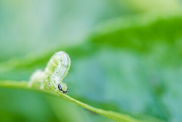 Caterpillar, Munnar, Western Ghats Mountains, Kerala, India