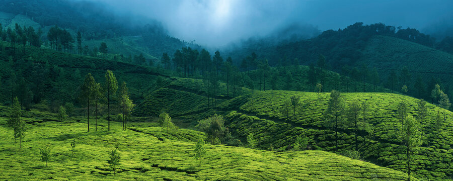 Tea plantations in the mountains landscape of India, Munnar, Western Ghats Mountains, Kerala