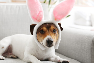 Cute Jack Russel terrier in bunny ears lying on sofa at home, closeup. Easter celebration