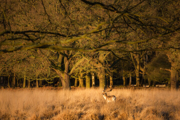 British wildlife scene, of a beautiful male fallow deer (dama dama) in a woodland landscape at sunrise in beautiful light, background with copy space
