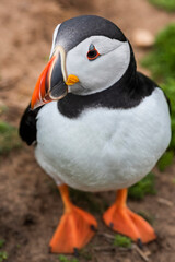 Cute Puffin portrait at the Wick, Skomer Island, Pembrokeshire Coast National Park, Wales, United Kingdom, iconic British Wildlife
