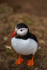Puffin at the Wick, Skomer Island, Pembrokeshire Coast National Park, Wales, United Kingdom
