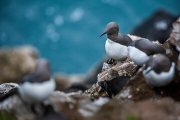 Common Guillemot (aka Common Murre, Uria aalge), Skomer Island, Pembrokeshire Coast National Park, Wales, United Kingdom