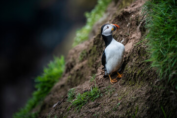 Puffin at North Haven, Skomer Island, Pembrokeshire Coast National Park, Wales, United Kingdom