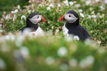 Puffins on Skomer Island, Pembrokeshire Coast National Park, Wales, United Kingdom