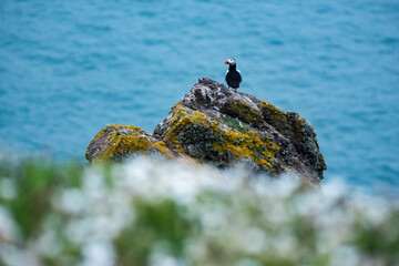 Puffin on Skomer Island, Pembrokeshire Coast National Park, Wales, United Kingdom