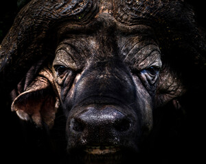 Portrait of an African Buffalo (Syncerus caffer aka Cape Buffalo) on an African wildlife safari holiday in Aberdare National Park, Kenya